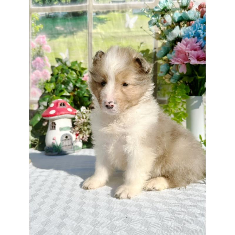 販売中の山梨県のシェットランドシープドッグ(シェルティ)-436989の2枚目