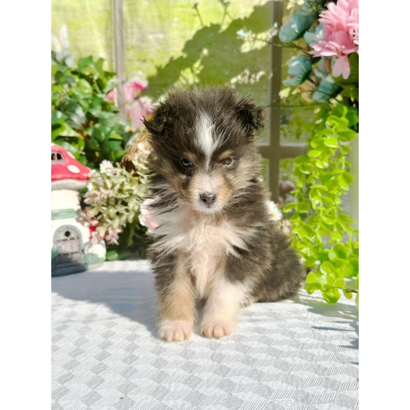 販売中の山梨県のシェットランドシープドッグ(シェルティ)-436991の3枚目