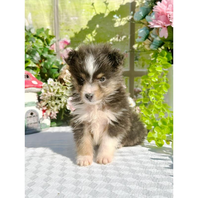 販売中の山梨県のシェットランドシープドッグ(シェルティ)-436991の2枚目