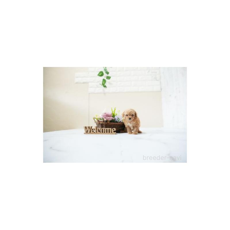 成約済の滋賀県のティーカッププードル-436992の5枚目