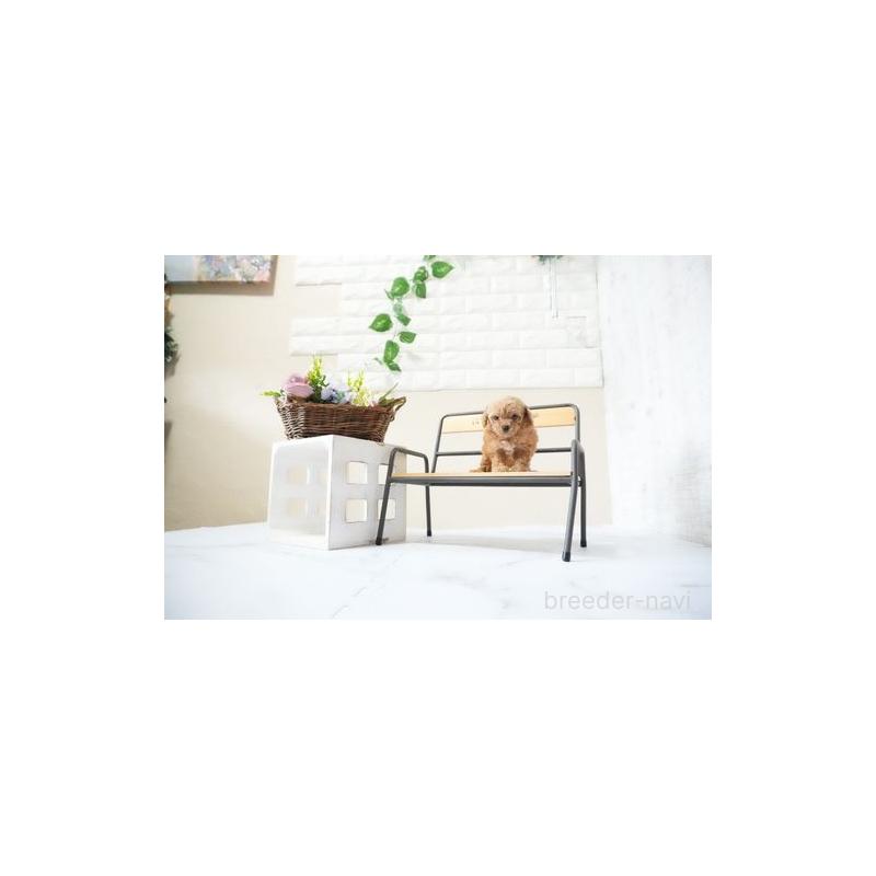 成約済の滋賀県のティーカッププードル-436992の4枚目