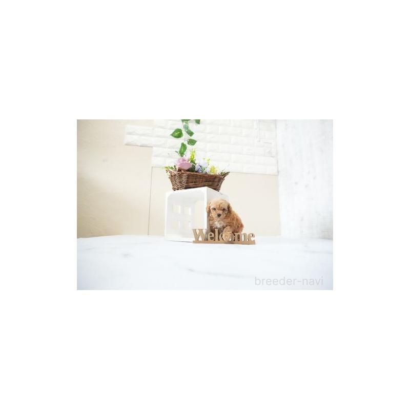 成約済の滋賀県のティーカッププードル-436992の3枚目