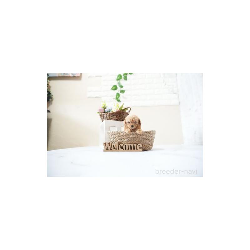 成約済の滋賀県のティーカッププードル-436992の2枚目