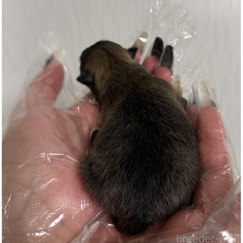 販売中の山梨県のポメラニアン-436993の2枚目