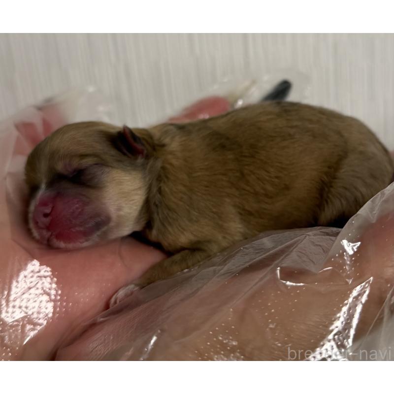 販売中の山梨県のポメラニアン-436994の4枚目