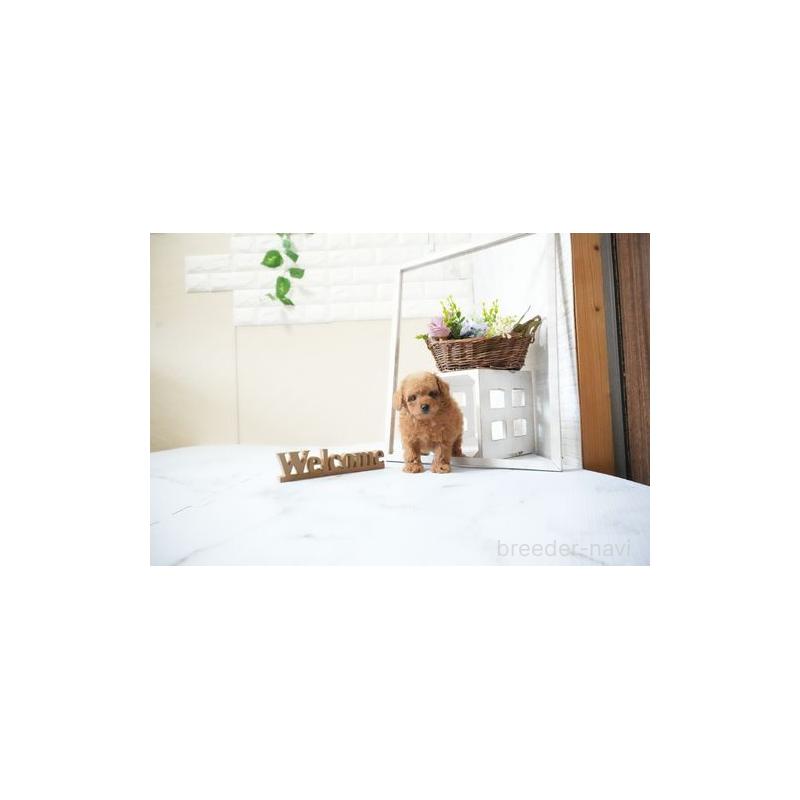 販売中の滋賀県のティーカッププードル-436996の5枚目