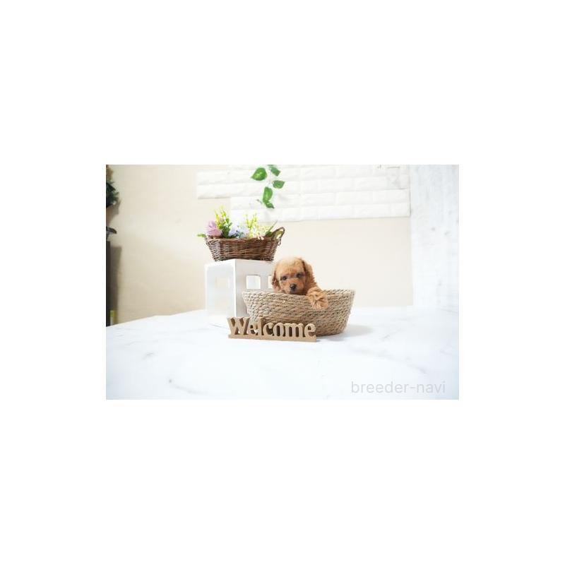 販売中の滋賀県のティーカッププードル-436996の3枚目