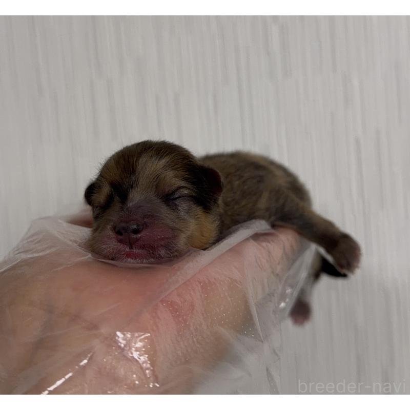 販売中の山梨県のポメラニアン-436995の5枚目