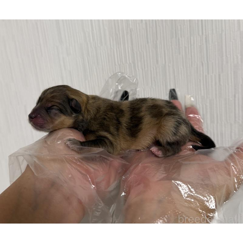 販売中の山梨県のポメラニアン-436995の4枚目