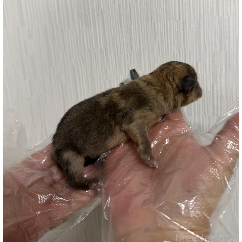 販売中の山梨県のポメラニアン-436995の3枚目