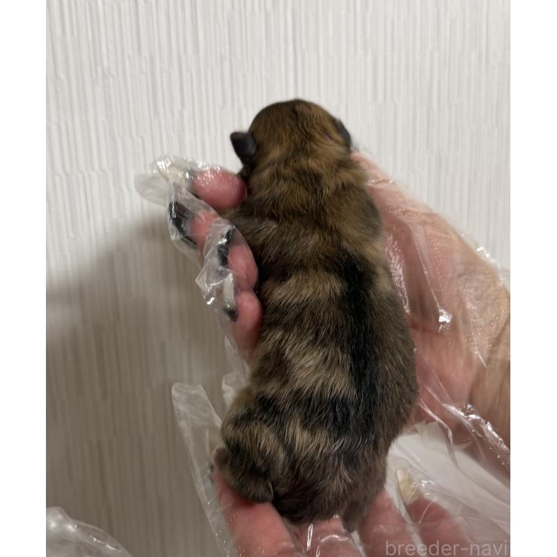 販売中の山梨県のポメラニアン-436995の2枚目