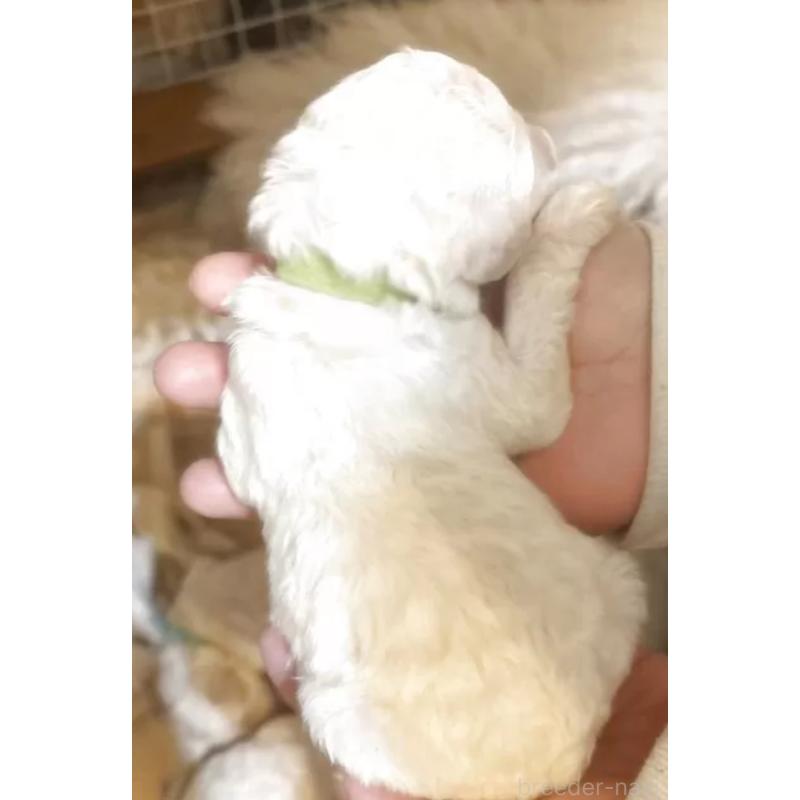 販売中の群馬県のスタンダードプードル-436997の3枚目