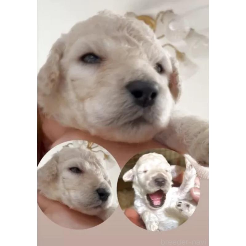 販売中の群馬県のスタンダードプードル-436997の2枚目