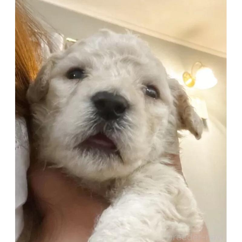 販売中の群馬県のスタンダードプードル-436999の4枚目