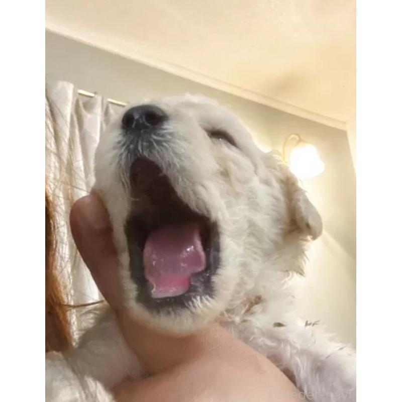 販売中の群馬県のスタンダードプードル-436999の3枚目