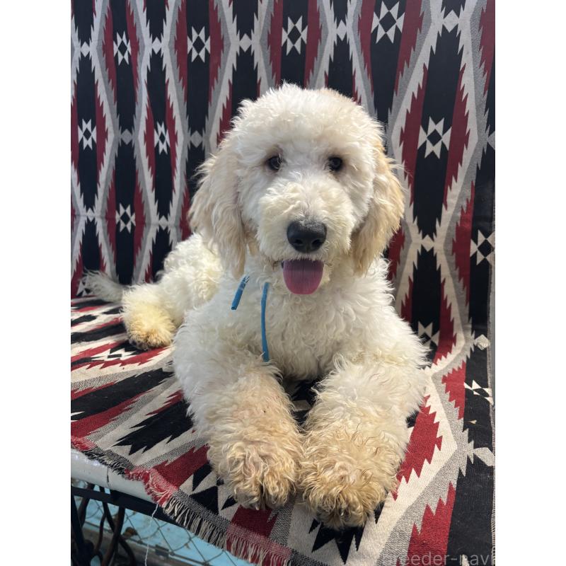 販売中の茨城県のミディアムプードル-437003の4枚目