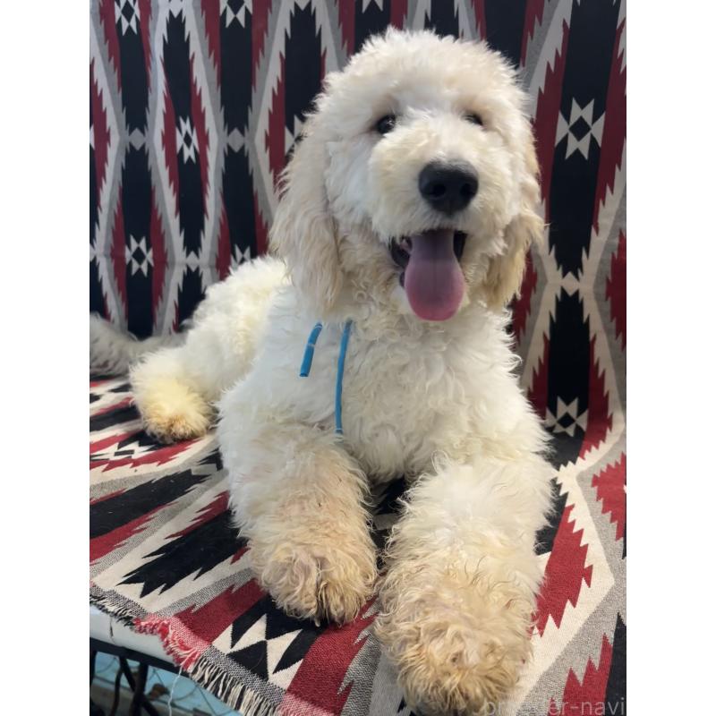 販売中ののミディアムプードル-437003