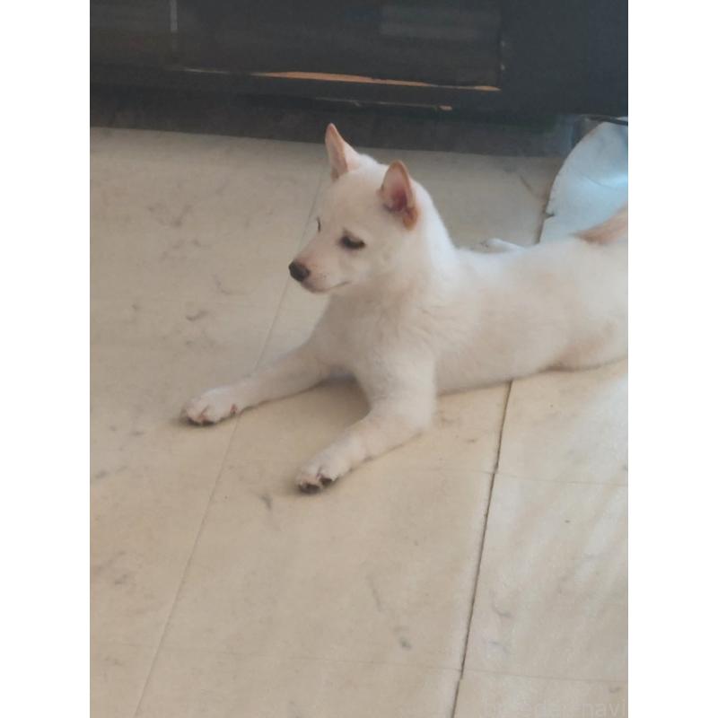 販売中の高知県の豆柴-437002の3枚目