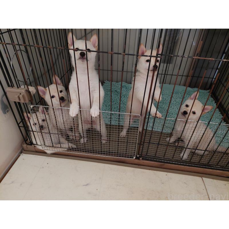 販売中の高知県の豆柴-437002の2枚目