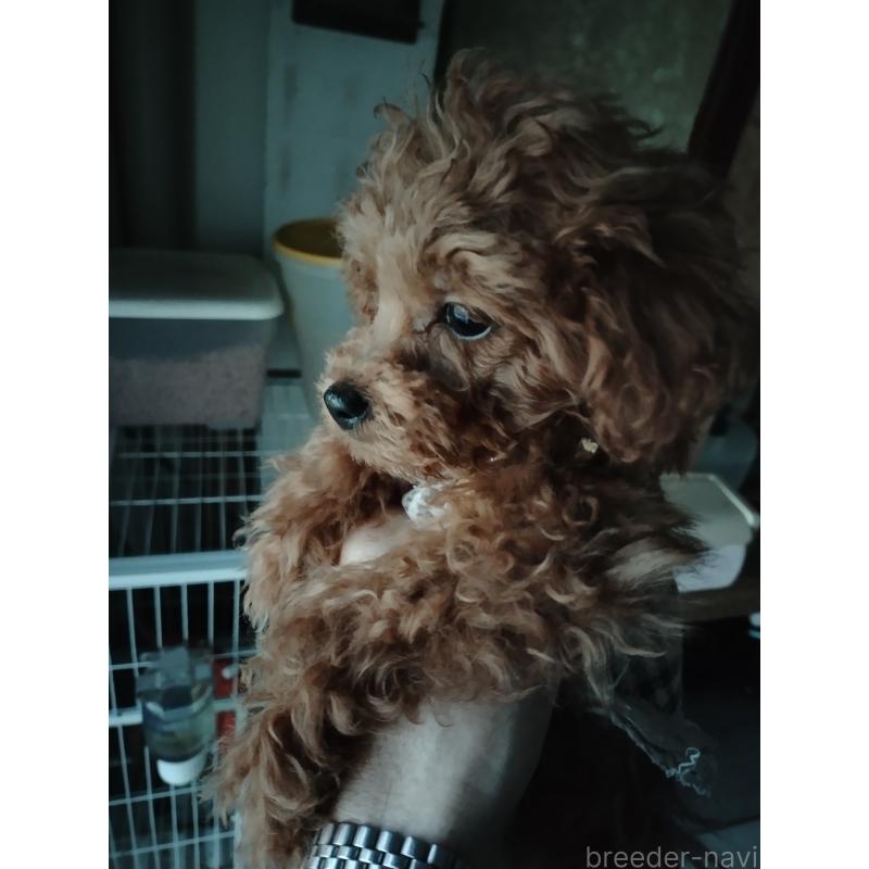 販売中の鹿児島県のティーカッププードル-428380の5枚目