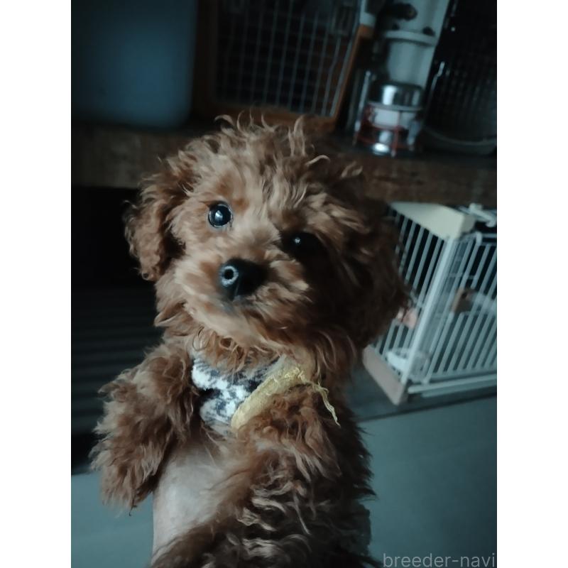 販売中の鹿児島県のティーカッププードル-428380の3枚目