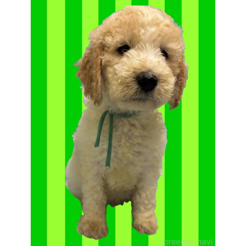 販売中の茨城県のミディアムプードル-437003の2枚目