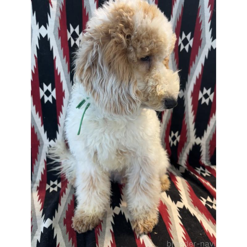 販売中の茨城県のミディアムプードル-437004の5枚目