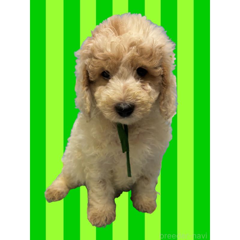 販売中の茨城県のミディアムプードル-437004の3枚目