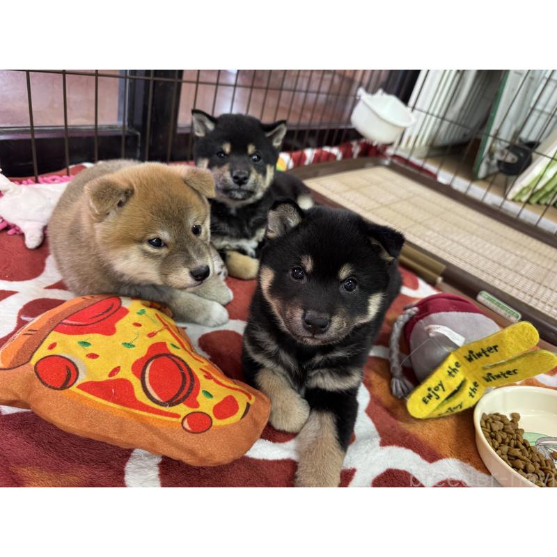 成約済の愛知県の豆柴-431232の3枚目