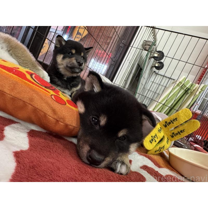 成約済の愛知県の豆柴-431232の2枚目