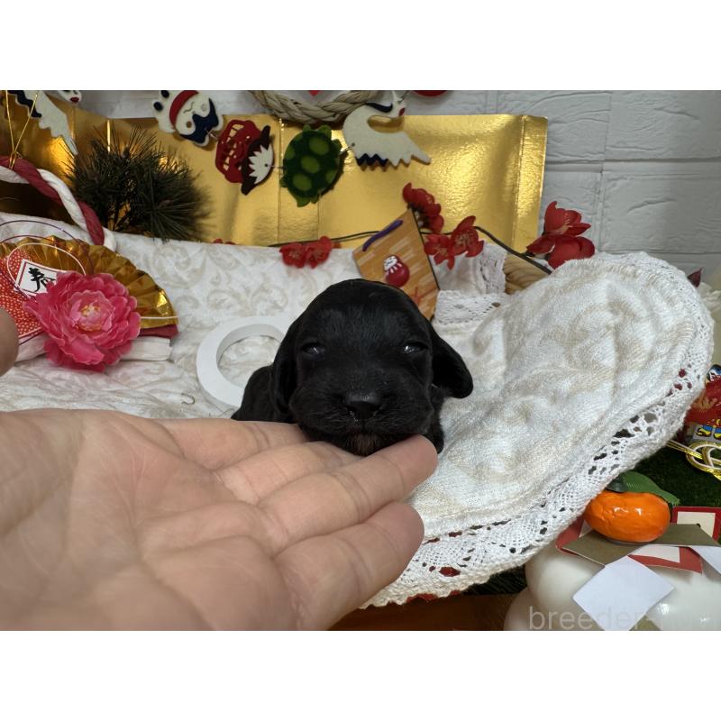 成約済の愛知県のダップー:ミニチュアダックスフンド×トイプードル-435242の21枚目