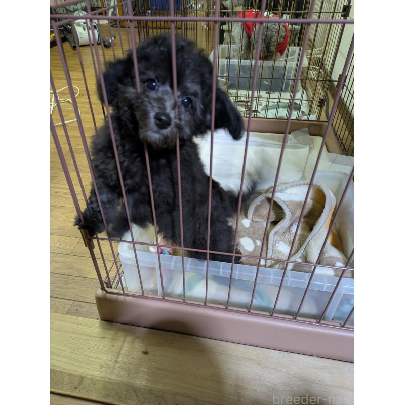 成約済の千葉県のビションプー:ビションフリーゼ×トイプードル-429896の2枚目