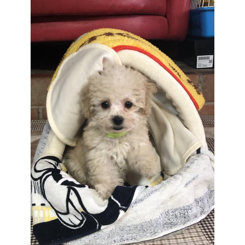 販売中の兵庫県のトイプードル-431958