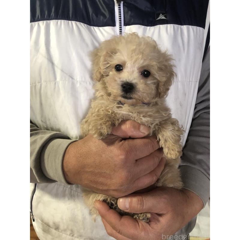 販売中の兵庫県のトイプードル-431957