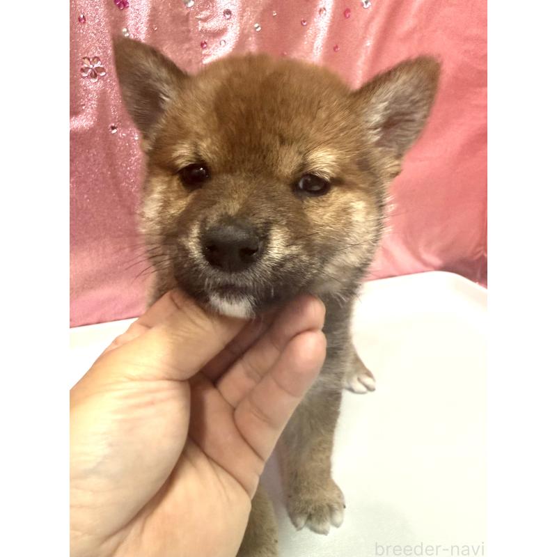 販売中の愛知県の柴犬-430894の9枚目