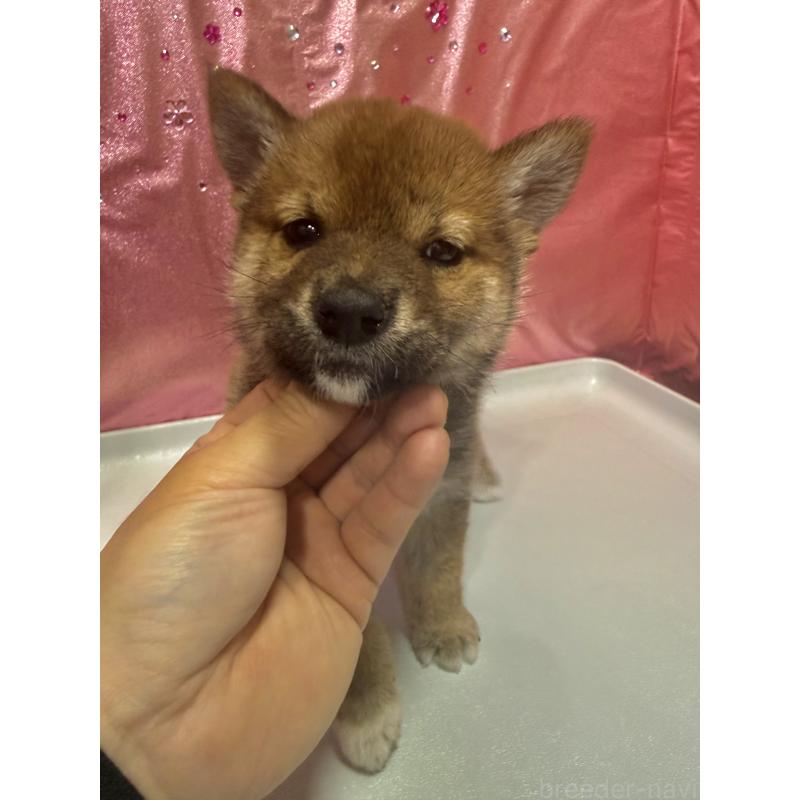 販売中の愛知県の柴犬-430894の8枚目