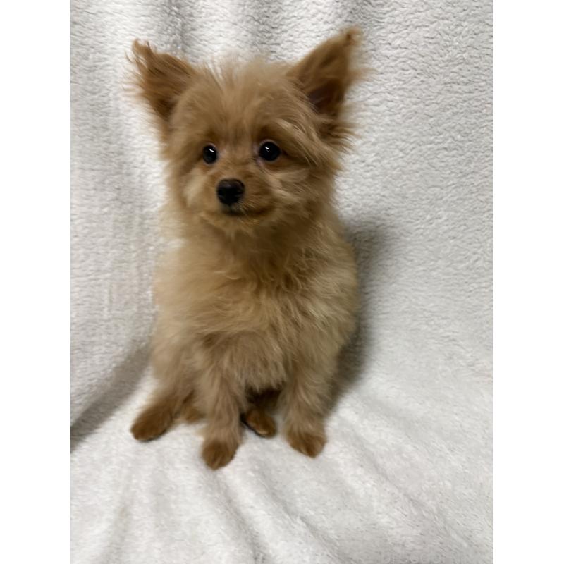 販売中の茨城県のポメプー:ポメラニアン×トイプードル-429917の4枚目