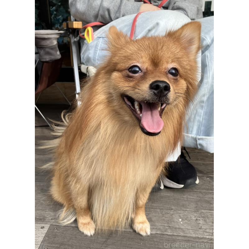 販売中の埼玉県のポメラニアン-370853の5枚目