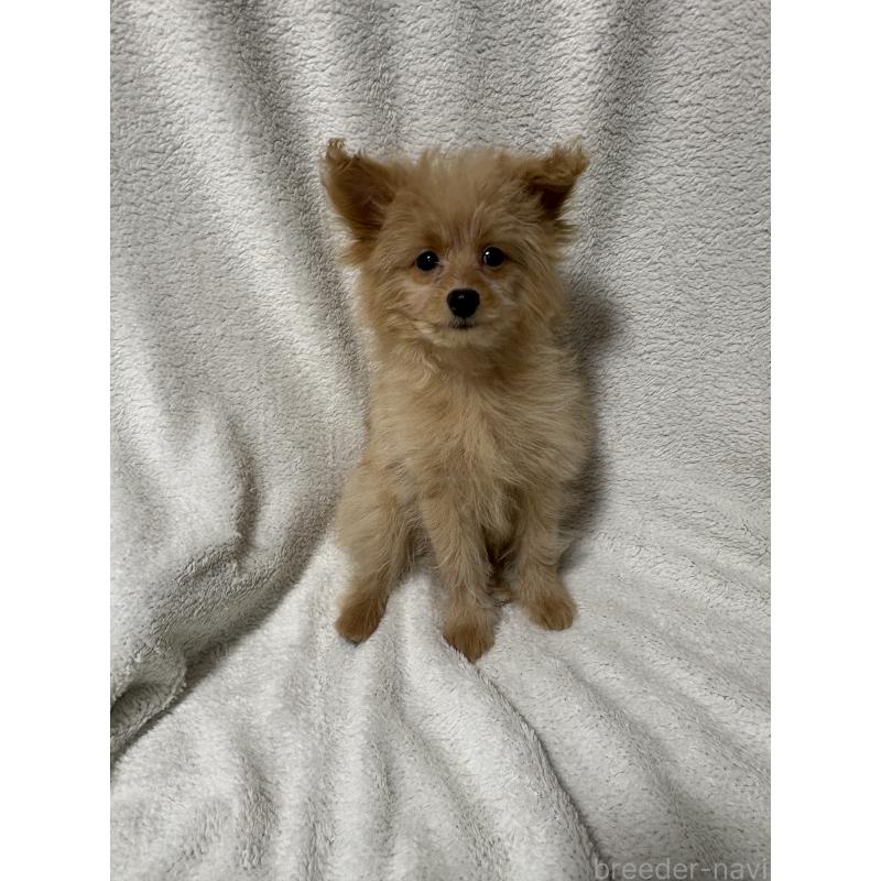 販売中の茨城県のポメプー:ポメラニアン×トイプードル-429918の2枚目