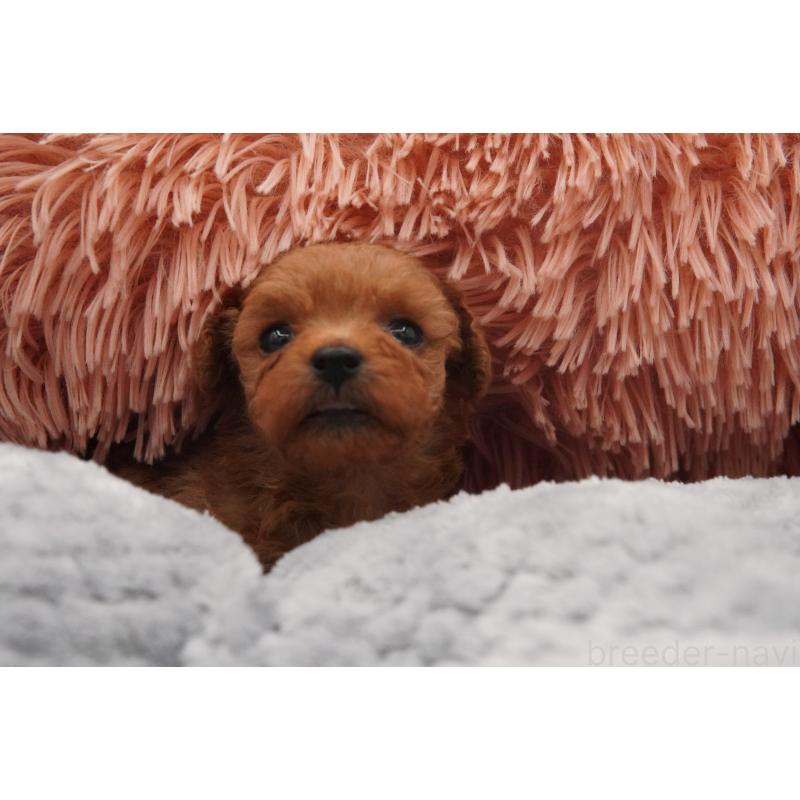 販売中の東京都のティーカッププードル-437005の7枚目