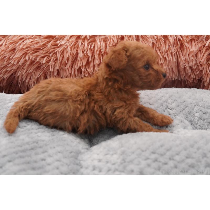 販売中の東京都のティーカッププードル-437005の6枚目