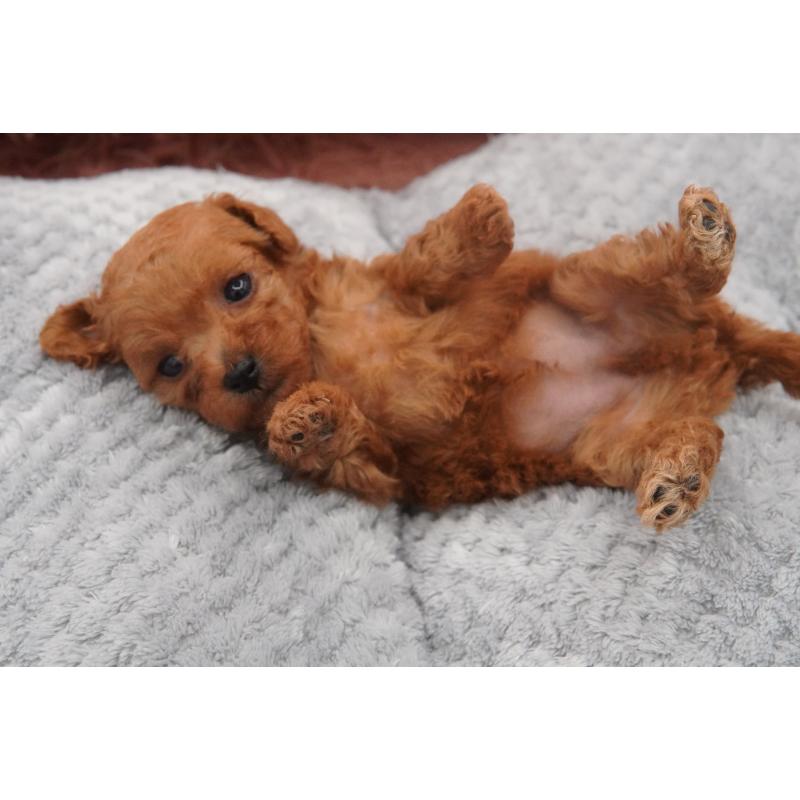 販売中の東京都のティーカッププードル-437005の5枚目