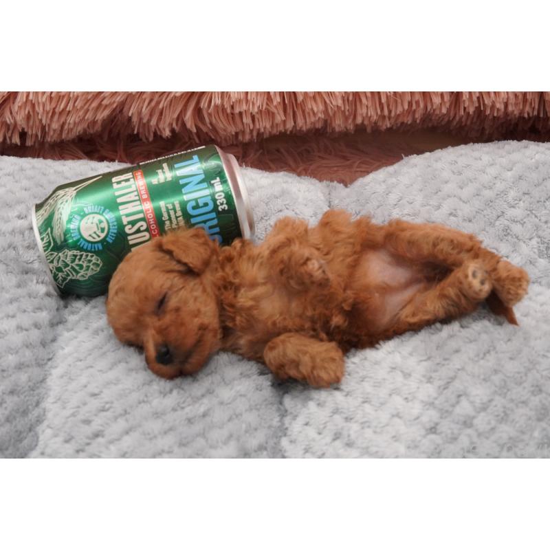 販売中の東京都のティーカッププードル-437005の3枚目