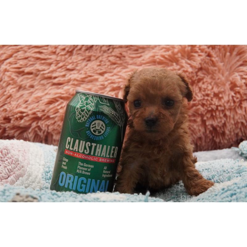 販売中の東京都のティーカッププードル-437005の2枚目