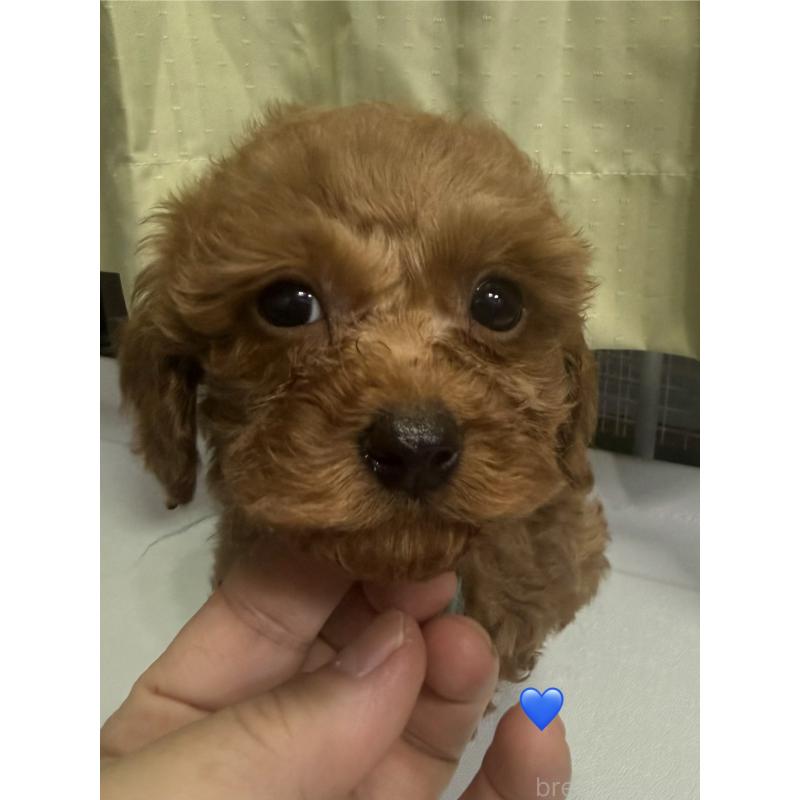 販売中の愛知県のトイプードル-429424の4枚目