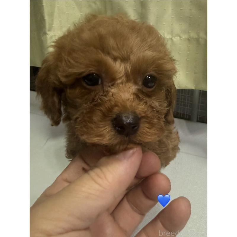 販売中の愛知県のトイプードル-429424の3枚目