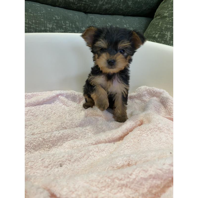 販売中の福岡県のヨークシャーテリア-437006の7枚目