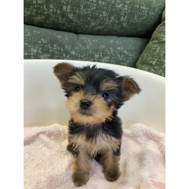 販売中の福岡県のヨークシャーテリア-437006の6枚目