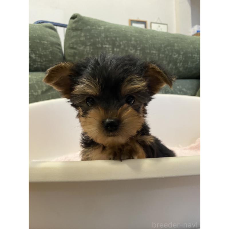 販売中の福岡県のヨークシャーテリア-437006の5枚目