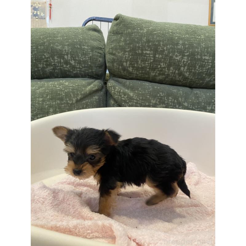 販売中の福岡県のヨークシャーテリア-437006の4枚目